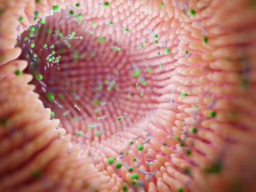 microbiote