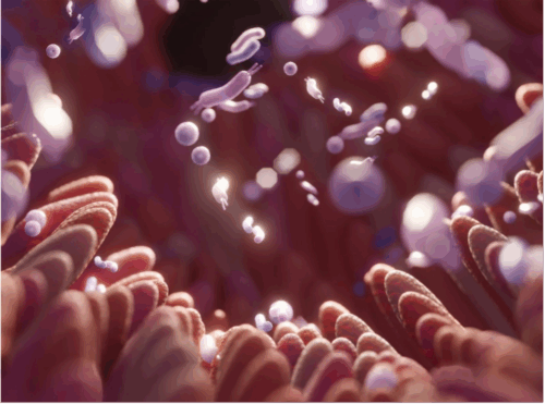 Microbiote