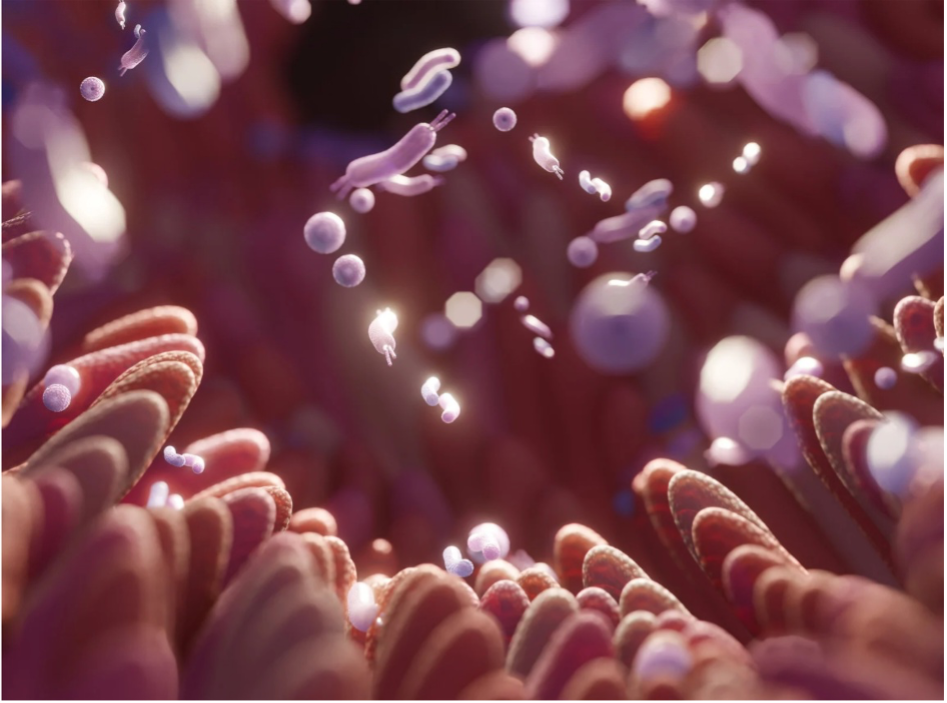 Microbiote